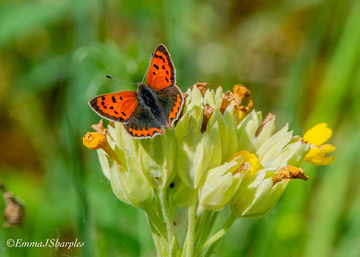 theemmadilemma's tweet photo. Great walk around the reserve yesterday @visitBrockholes @Lancswildlife 
.
.
.
(#lancashire #wildlife #broadbodiedchaser #reedwarbler #smallcopper #reedbunting @Natures_Voice #wildlife #weekendwildlife #brockholesnaturereserve #naturereserve) https://t.co/fuvol1Gbxu