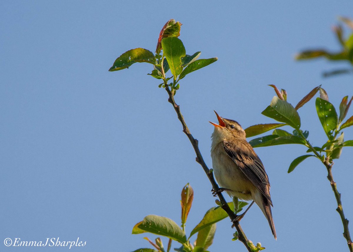 theemmadilemma's tweet photo. Great walk around the reserve yesterday @visitBrockholes @Lancswildlife 
.
.
.
(#lancashire #wildlife #broadbodiedchaser #reedwarbler #smallcopper #reedbunting @Natures_Voice #wildlife #weekendwildlife #brockholesnaturereserve #naturereserve) https://t.co/fuvol1Gbxu