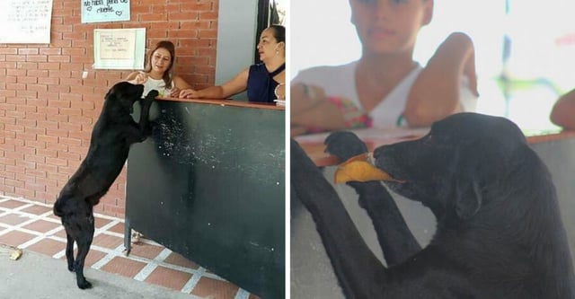 A dog in Colombia tried purchasing food with leaves after observing students buying food