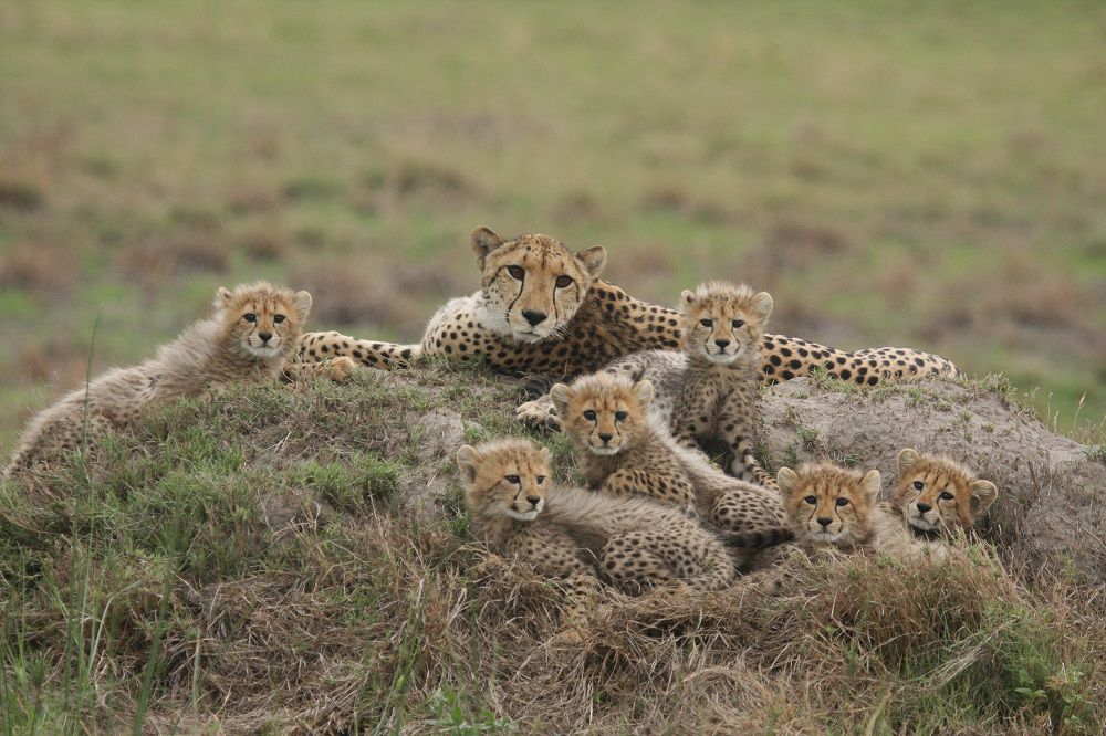 WeAreWilderness's tweet photo. This #MothersDay meet the epitome of motherhood in this #cheetah at #Wilderness #Chitabe.β This mom of six thriving cubs was recently seen facing off with a large male leopard, pulling tricks to successfully lure him away from her beautiful brood. β
#WeAreWilderness #SafariLover https://t.co/qfdEd3hS0d