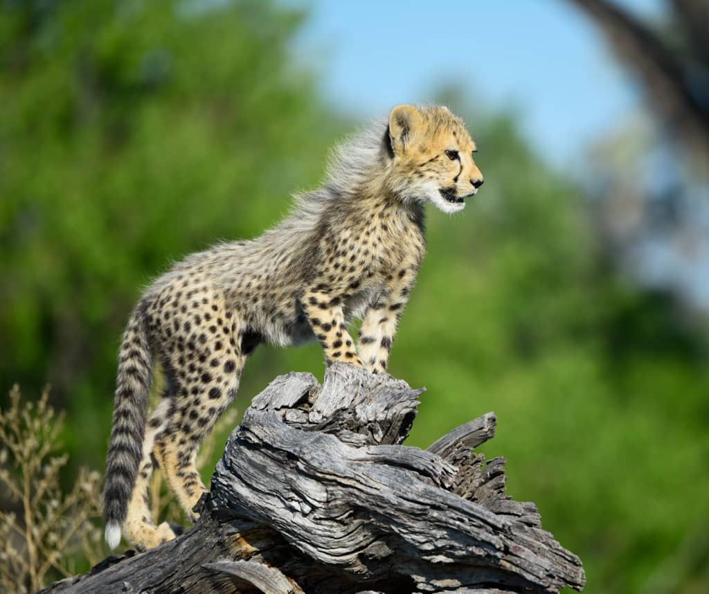 This #MothersDay meet the epitome of motherhood in this #cheetah at #Wilderness #Chitabe.​ This mom of six thriving cubs was recently seen facing off with a large male leopard, pulling tricks to successfully lure him away from her beautiful brood. ​ #WeAreWilderness #SafariLover