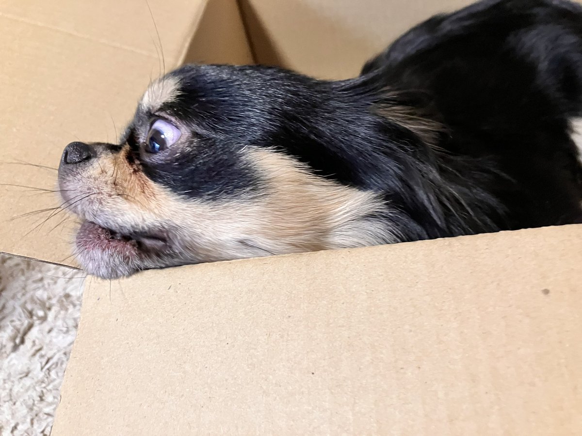 見たことない顔面にビビってる
貞子でも出たんか？

#チワワのいる暮らし 
#犬のいる暮らし https://t.co/qfMIgQtWPb