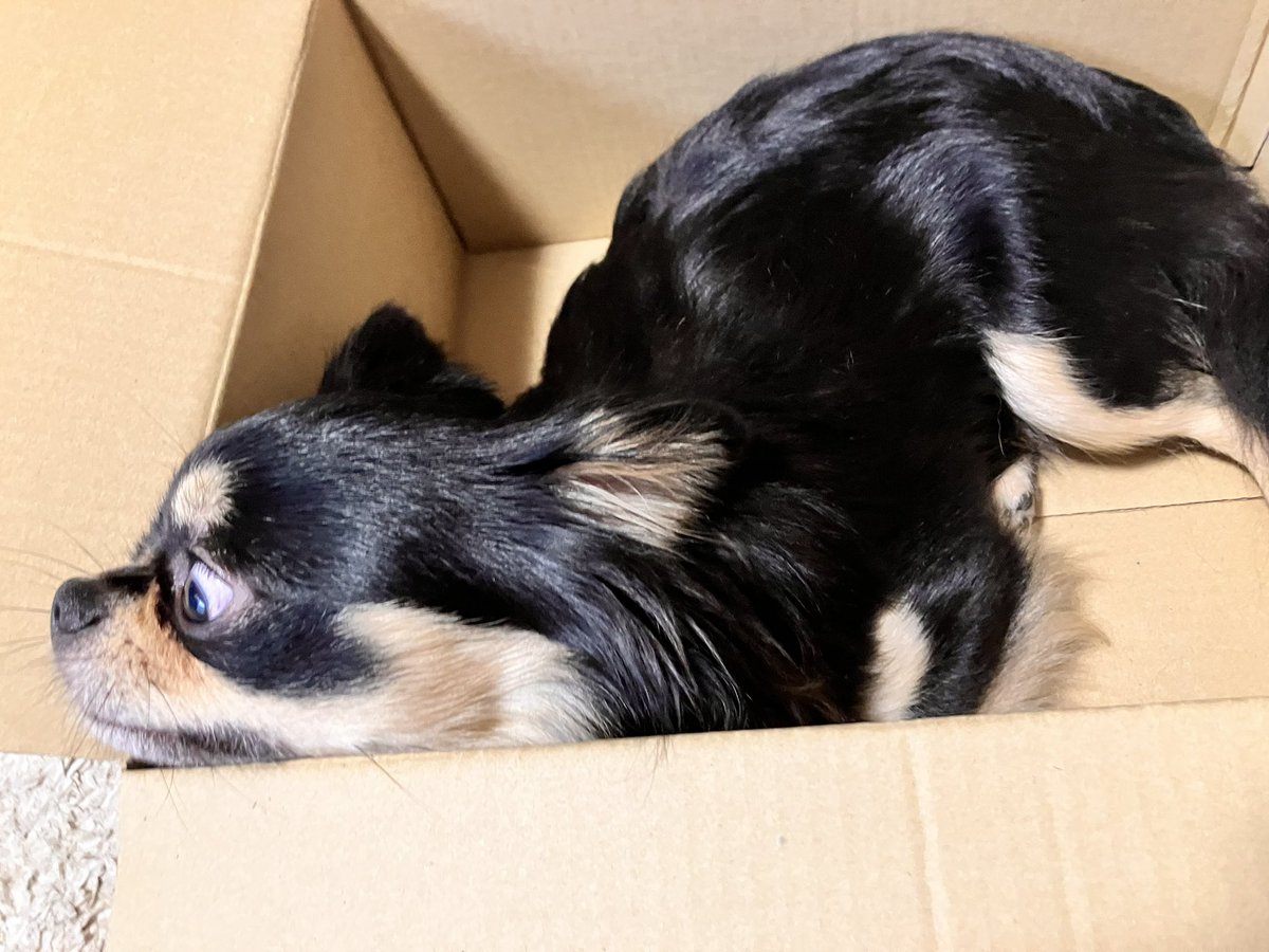 見たことない顔面にビビってる
貞子でも出たんか？

#チワワのいる暮らし 
#犬のいる暮らし https://t.co/qfMIgQtWPb