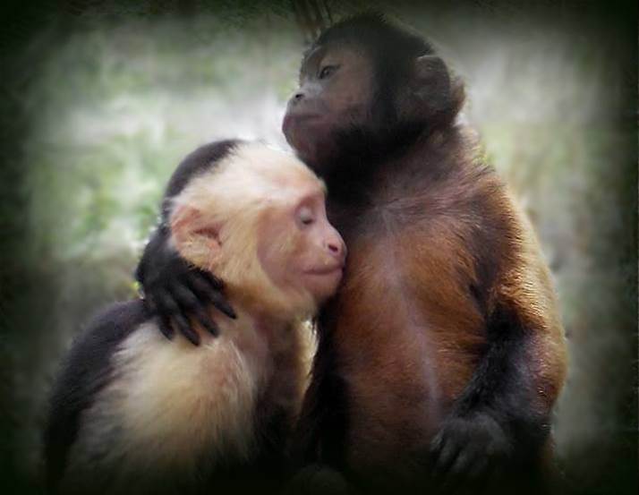 JungleFriends's tweet photo. https://t.co/GNCfRBzVuI https://t.co/lXR2g5MF4z