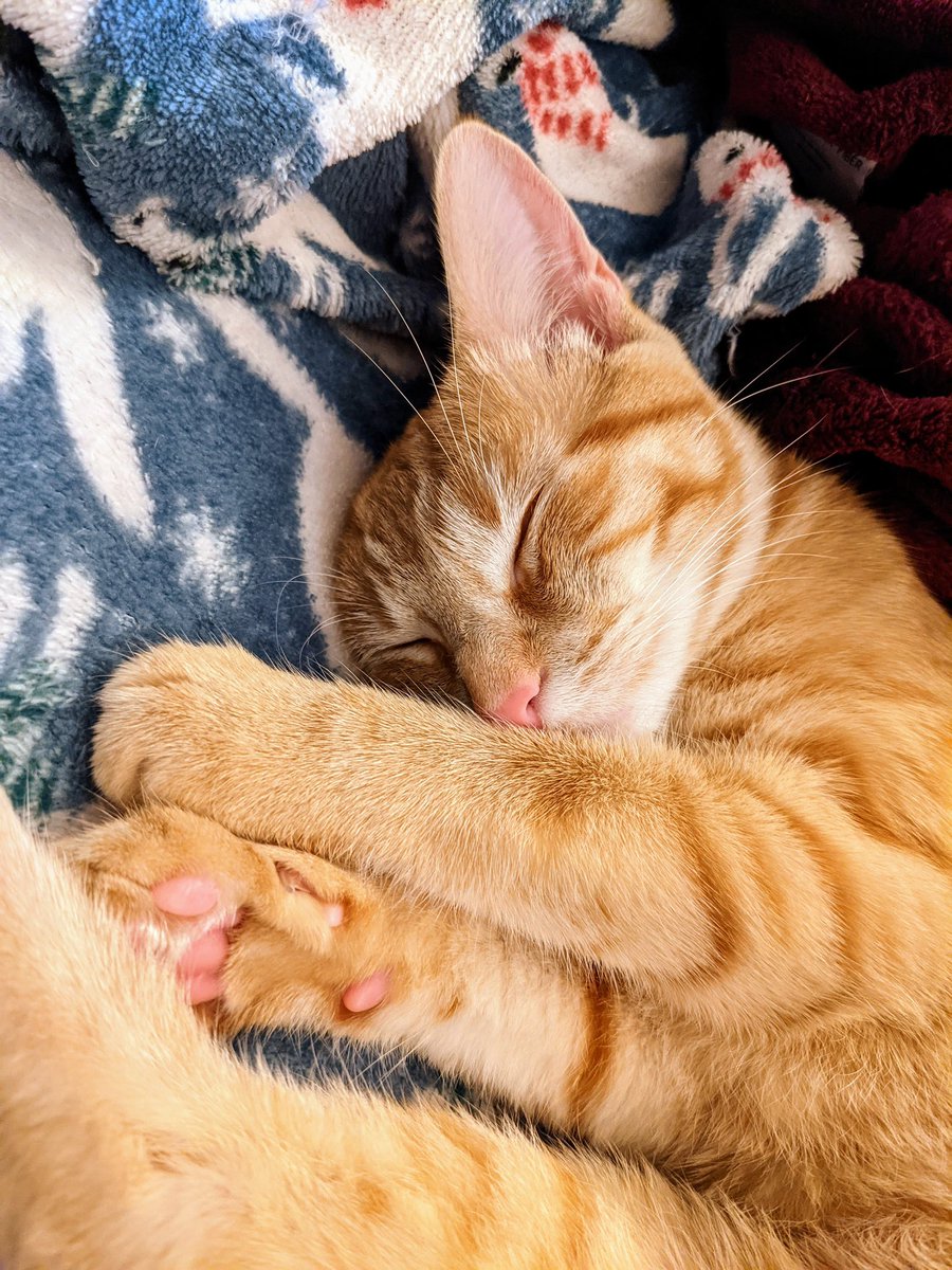 justkittenby's tweet photo. Mother’s Day #SundayMorning #MothersDay #CatsOfTwitter #Caturday #cats https://t.co/cTsSRZAQES