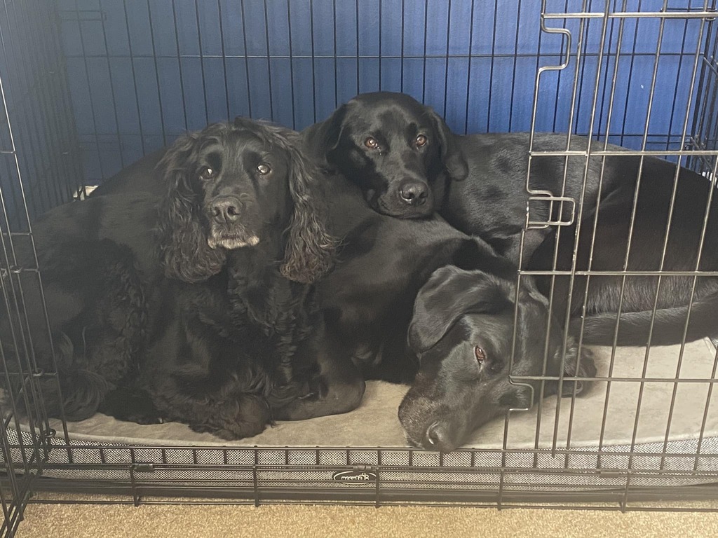 LezGraham's tweet photo. Chilling out on a Sunday morning.

I love the way the boys bundle up into the big crate when there’s also another smaller one available as well as a massive tuffies bed…

Dogs eh 😅🐾 https://t.co/c6w6cOJFXC https://t.co/muHbjgPBGP