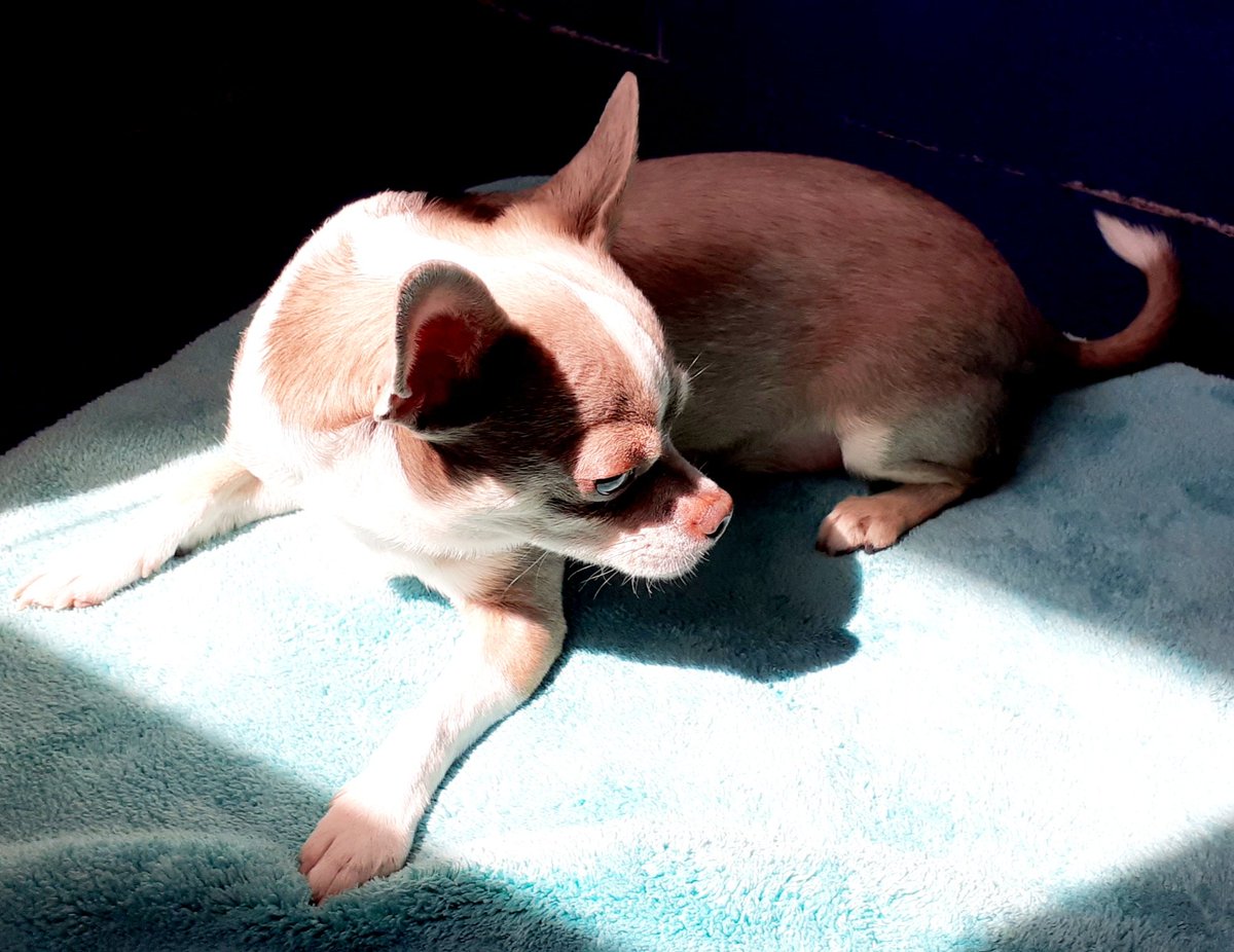 Is it sunbathing Sunday? ☀️ #dogsoftwitter #ZSHQ #sunday