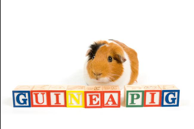 Petlife1's tweet photo. Fun fact!
Did you know that guinea pigs have four toes on their front paws, but only three on their hind paws. However, some guinea pigs have more toes than normal – this variation is known as 'polydactyly'.

#GuineaPigs #veggietreats #vetproducts #oxbow #welpiclimicat #post... https://t.co/hF5h9pmM2d