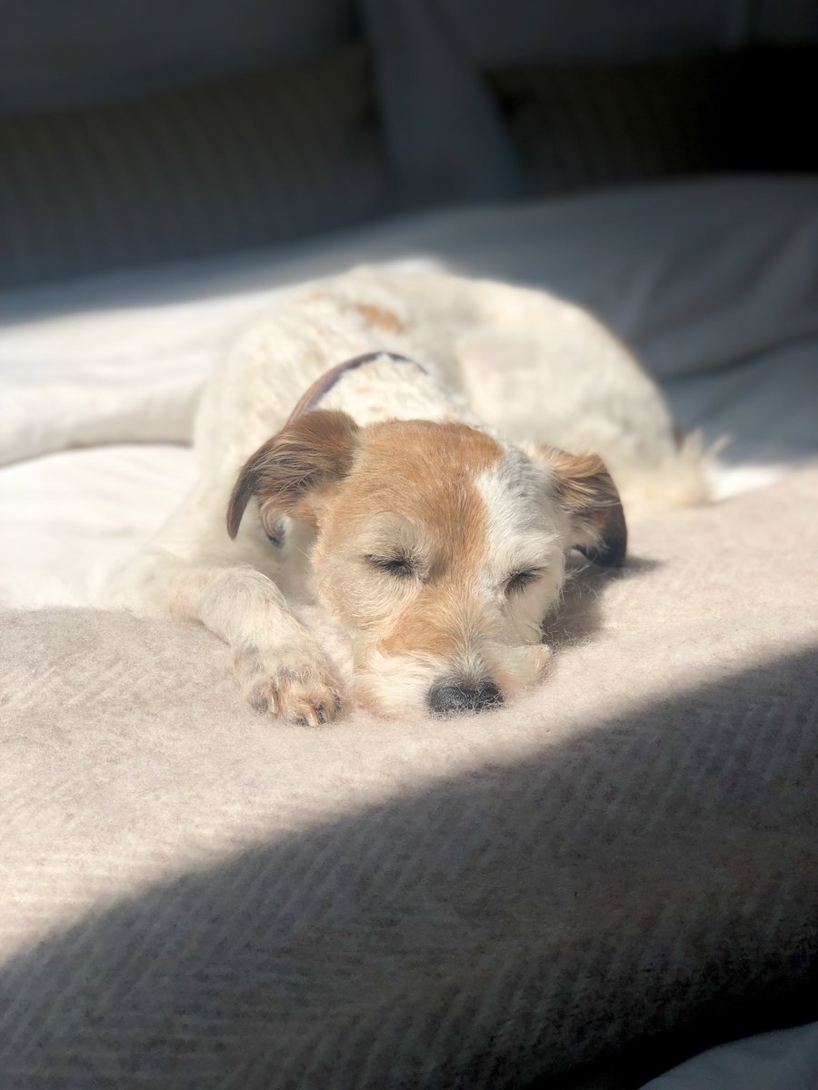 Mischa has fallen in love with this lambswool blanket.