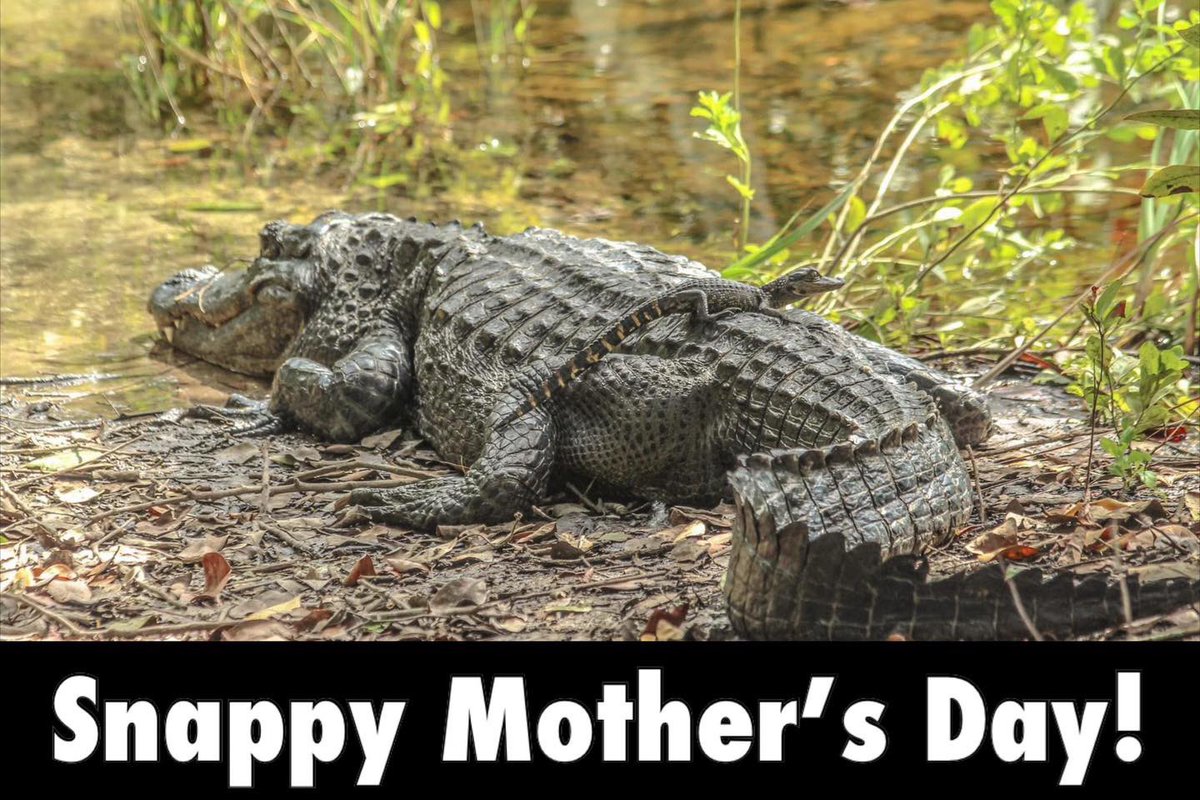 NatlParkService's tweet image. Happy Mother’s Day! 

To all of the moms and mother figures in our lives: Thank you for all that you do!

#MothersDay