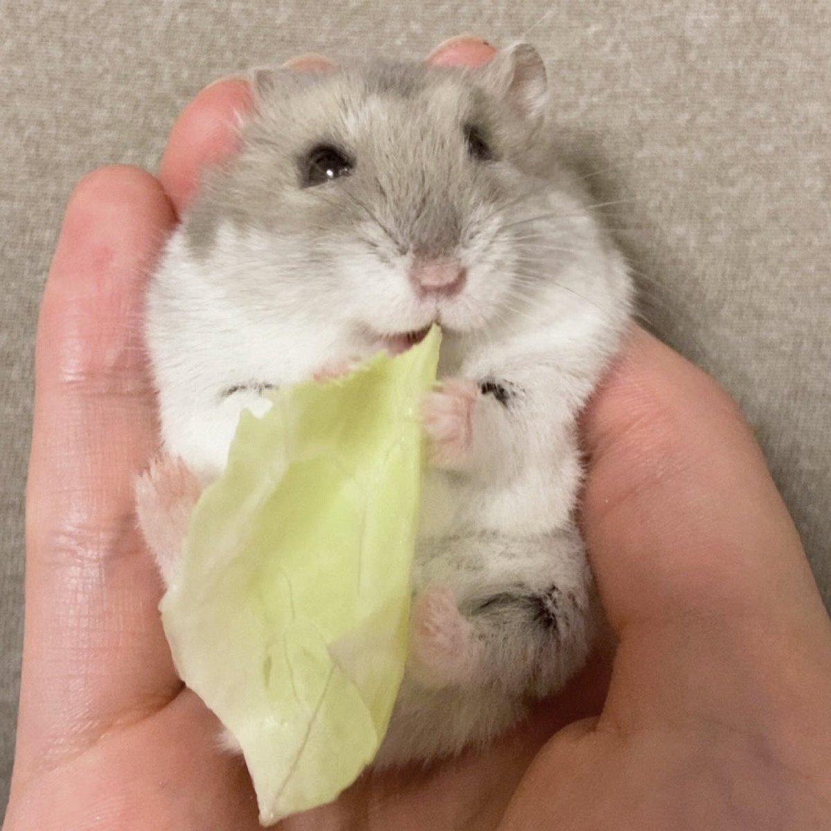 Ham_NanoPig's tweet photo. @ch_hamuhoshi チャコちゃんです🥬キャベツに満面のニコニコ☺️ https://t.co/Ey5CWK9h5Y
