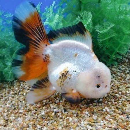 Diping dulu diping sampe dasarr, blubb~ 🫧🐠