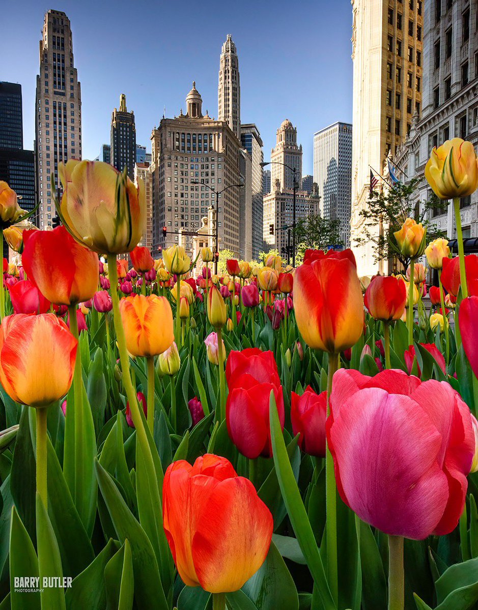 barrybutler9's tweet photo. Happy Mother's Day from Chicago https://t.co/BOsMrlHBP0