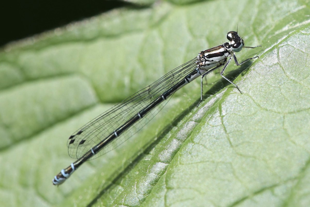 buddepiept's tweet photo. Erste Libelle des Jahres. 

Hufeisen Azurjungfer

#Springwatch https://t.co/JD6qWcJKfU
