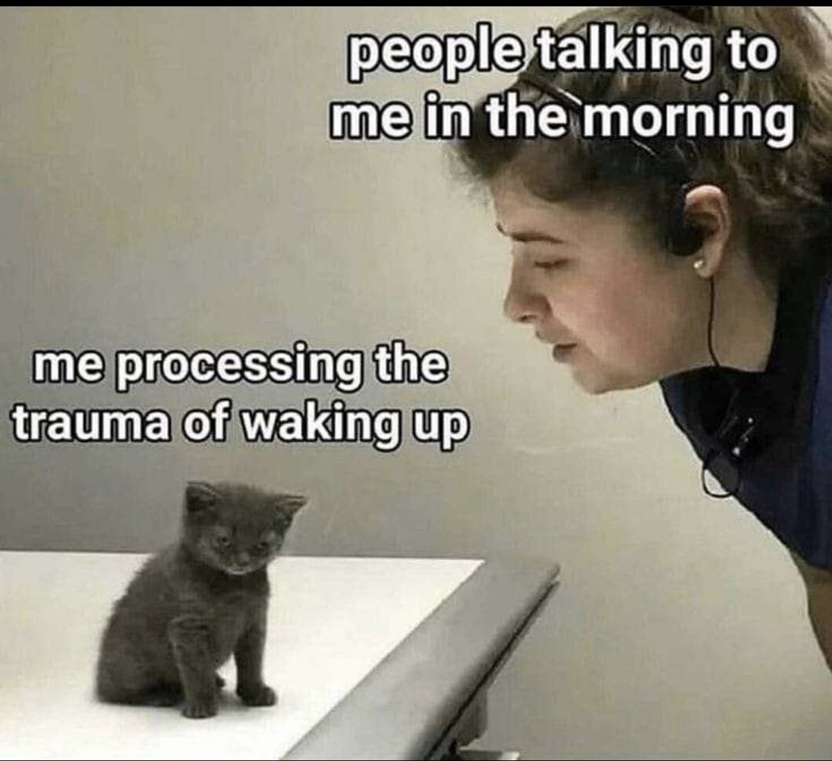 Posts Of Cats (@postsofcats) on Twitter photo 