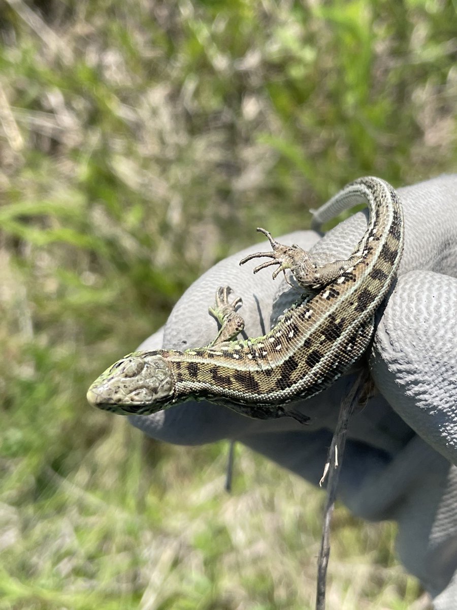 IulianGherghel's tweet image. 🦎🐍 Kicking off my field research on the effects of #ClimateChange on polymorphic reptiles! Diving deep into their diverse world to understand how they're responding to our changing planet. #ReptileResearch #FieldWork