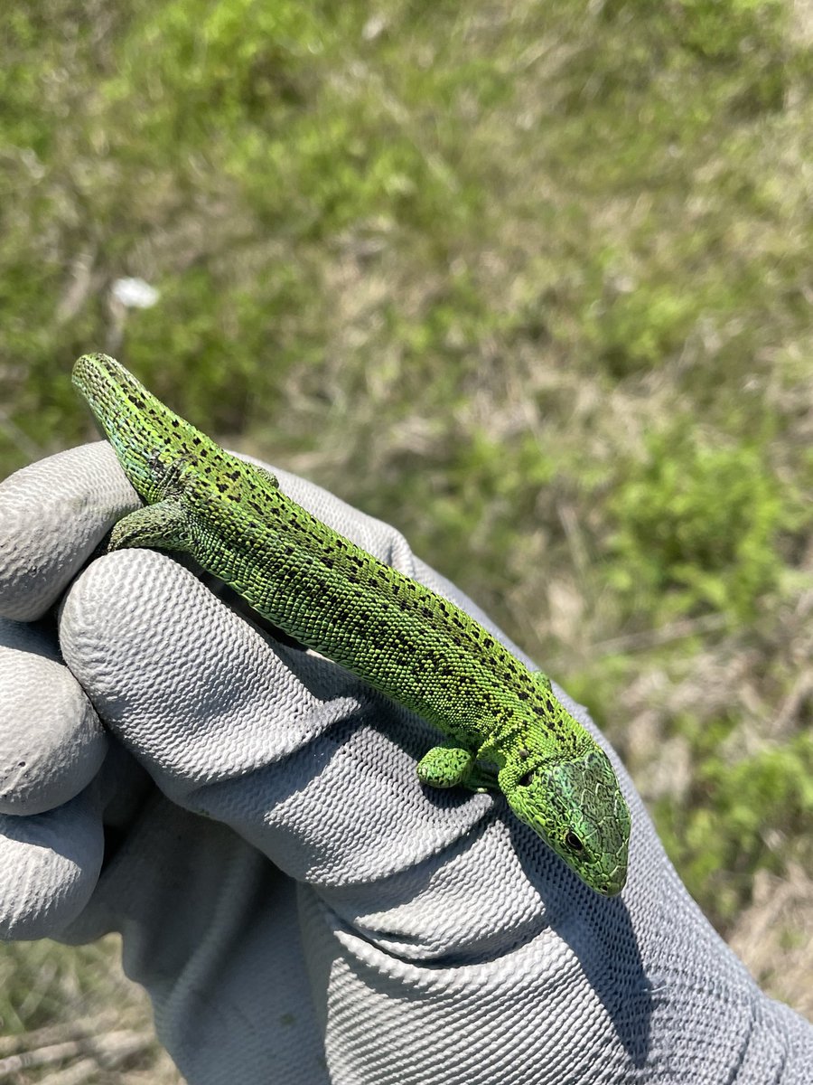 IulianGherghel's tweet image. 🦎🐍 Kicking off my field research on the effects of #ClimateChange on polymorphic reptiles! Diving deep into their diverse world to understand how they're responding to our changing planet. #ReptileResearch #FieldWork