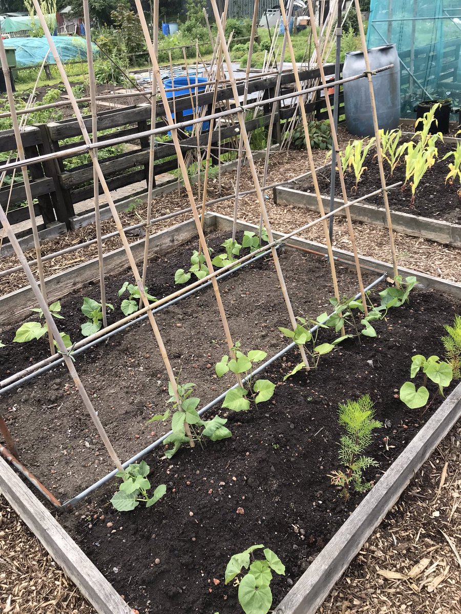 The VegPlot Man tweet media