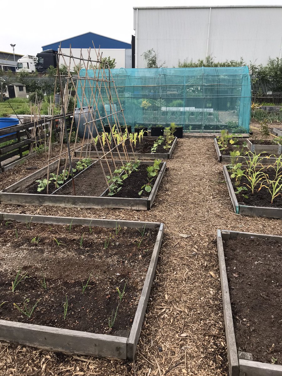 The VegPlot Man tweet media