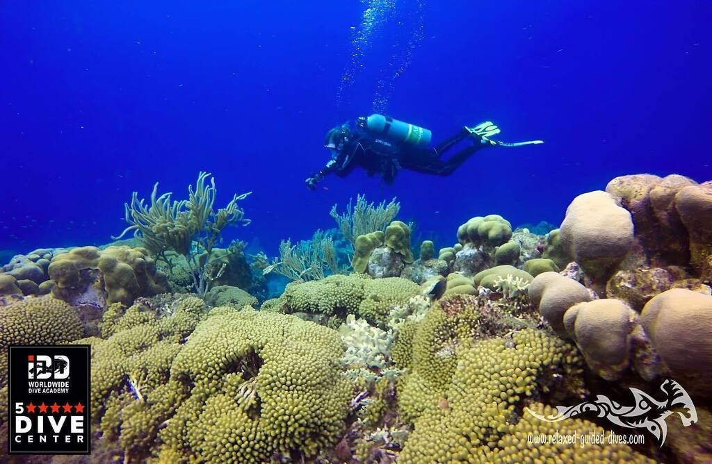 Discover the beauty of our rif at Curaçao with us…😎🇨🇼🏝#scuba #scubadiving #relaxedguideddives #travel #explore #discover #curacao #fun #duiken #tauchen #diving #tripadvisor #cressi #oceanreef  #destination #openwaterdiver #duikeninbeeld #besttravel #… instagr.am/p/CsOJ66fu3x2/