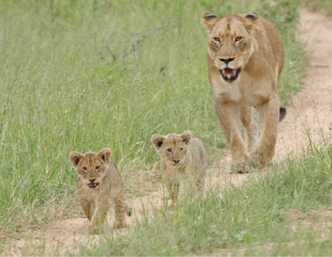 Happy Mother’s Day to all the Momma Lions keeping our players and this program in line! #TakeOver