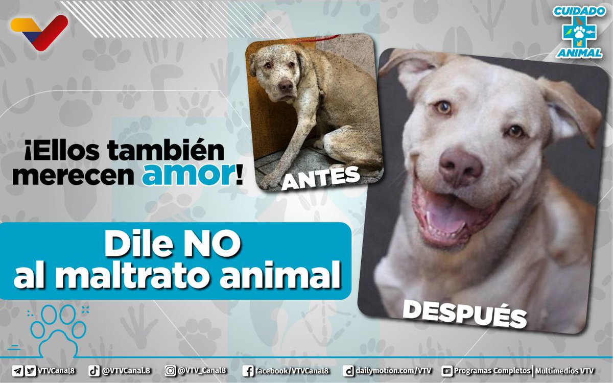 #NoAlMaltratoAnimal🐾| Los animales son seres especiales que comparten con nosotros el planeta, muchas veces expresan sentimientos y comparten vínculos con las personas, por eso lo mejor que podemos ofrecerles es todo nuestro amor.

#DíaDeLaMadreEnAmor