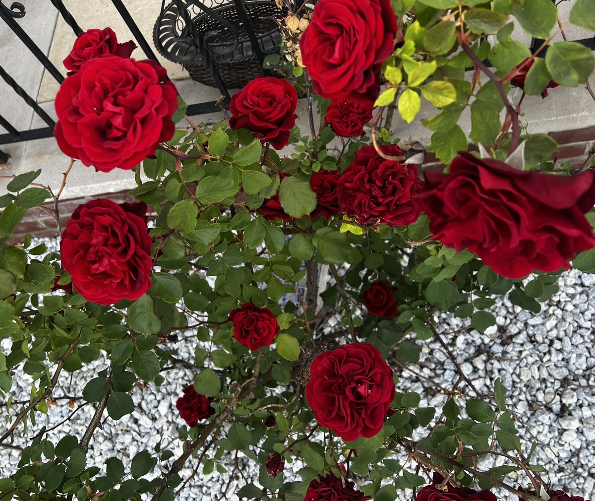 Bubbles__Queen's tweet photo. Good Morning ☕️
Happy Mother’s Day to all the lovely mothers 🥰 stay blessed &amp; enjoy ur day.
Be a shining colorful star ⭐️ in a world of gray #MotherDay https://t.co/RKzHmXuAKP