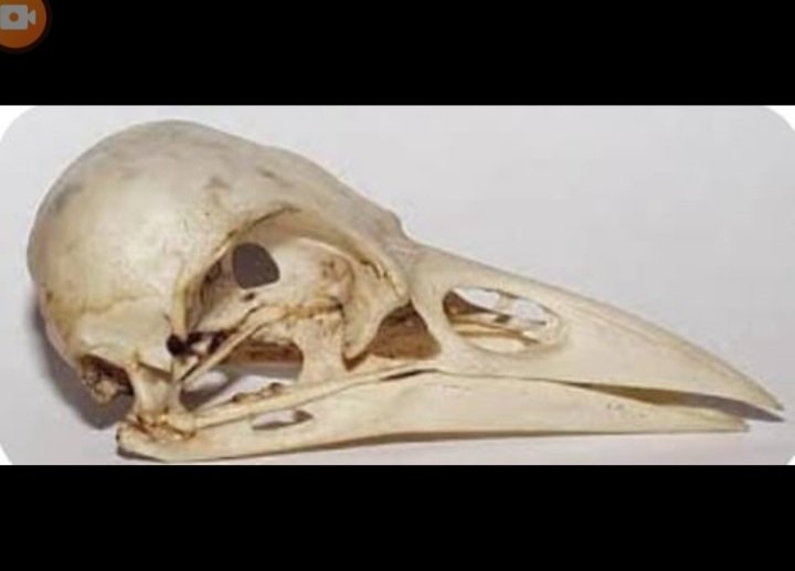 عاجل  عتور علي جمجومة  شهيد المجاهد في متحاف انسان في فرنسا