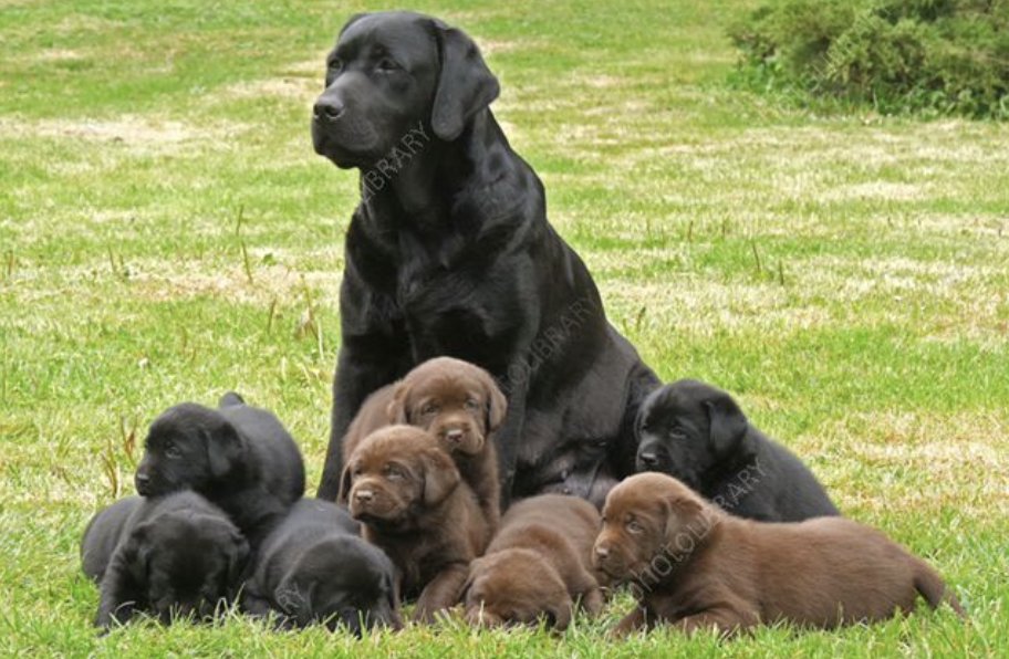 Wishing all the Mothers out there a Happy Mothers Day.  Since I was a puppy my mom dreamed of me being a service dog or a dog food model.  Instead she got a dogprenuer who makes poop jokes for a living.  Love you Mom