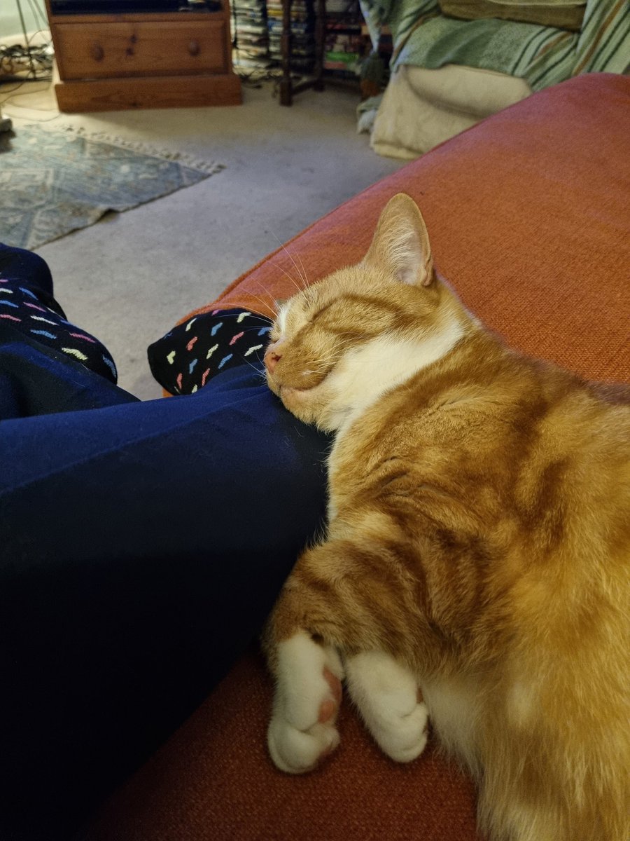 SusanCalman's tweet photo. Susan's #CatOfTheDay is 16 year old Jess.

Thank you @gaynorhs for sharing this pic! https://t.co/NOFDrP2r57