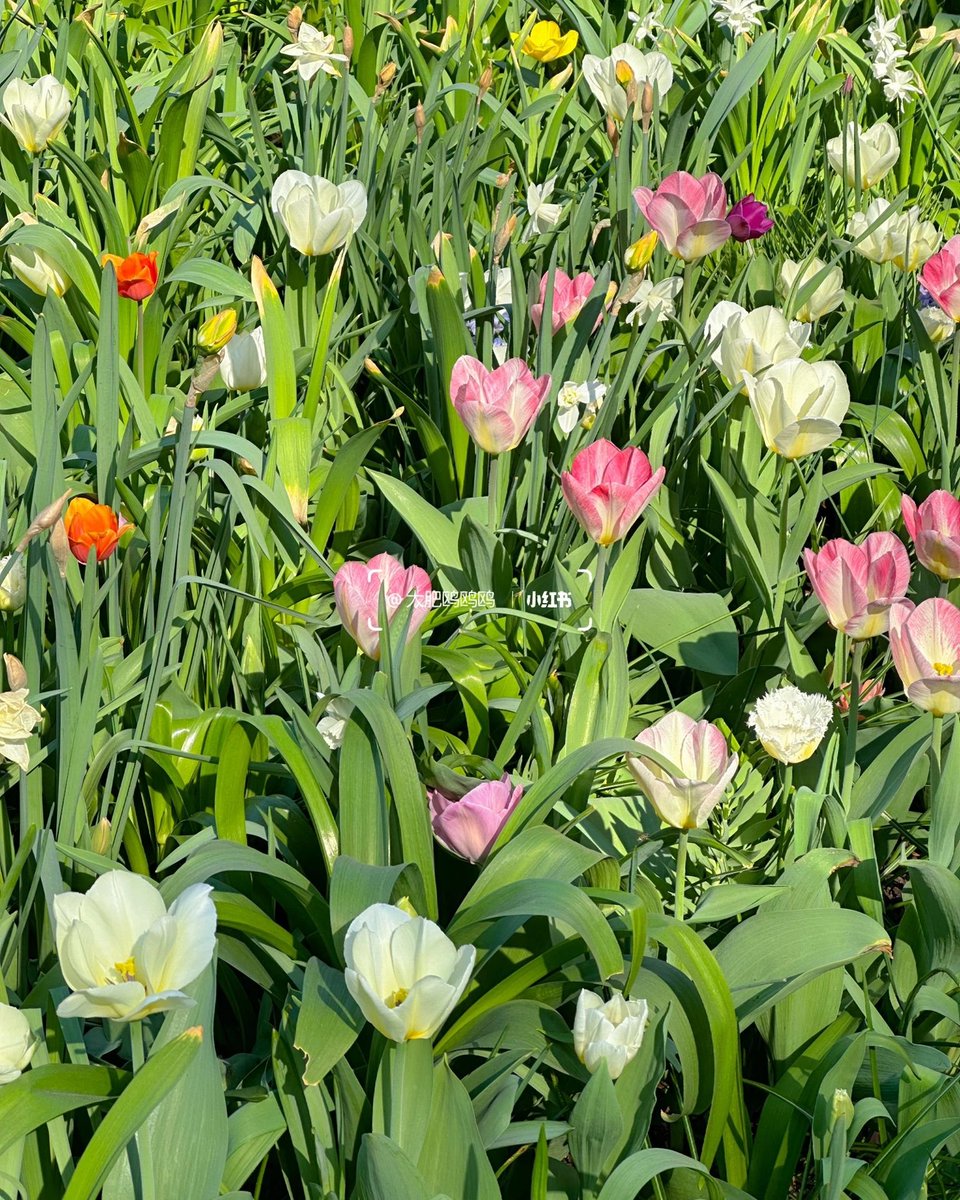 Catriceangwf's tweet photo. The Secret Sea of Flowers in Central Park https://t.co/V2nllGW01u
