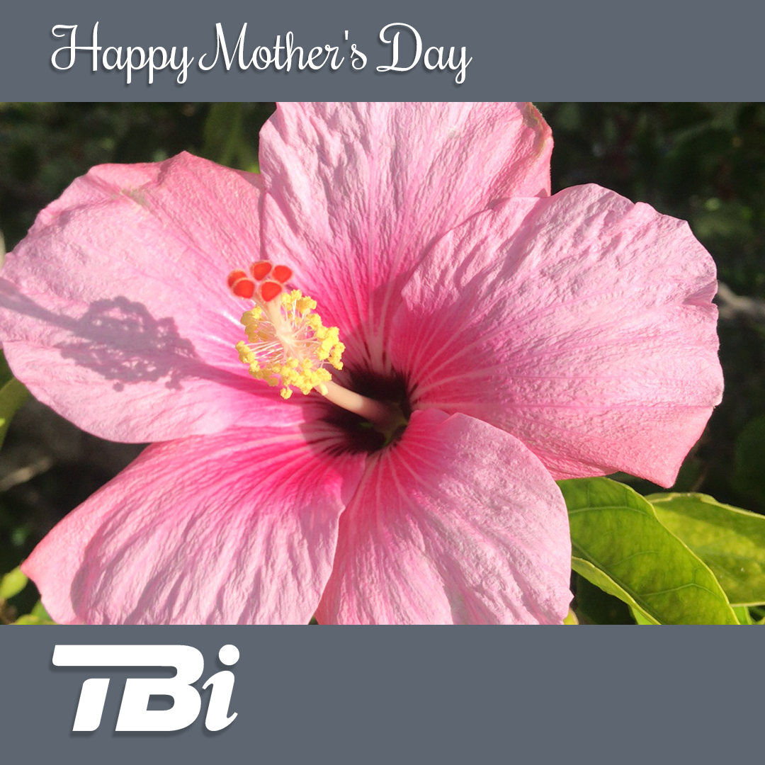 TeleBermuda (TBi) tweet media