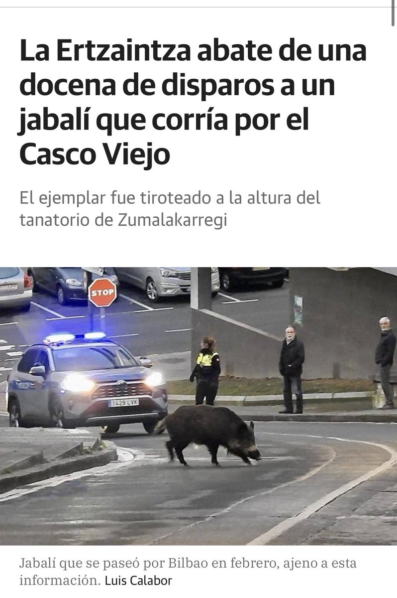 MsInefable's tweet image. Se les invade y destroza su habitat y cuando terminan como es lógico en zonas pobladas se les mata a sangre fría en lugar de intentar recolocarlos. Cientos de opciones y siempre acaban eligiendo la de tratar a los animales como basura