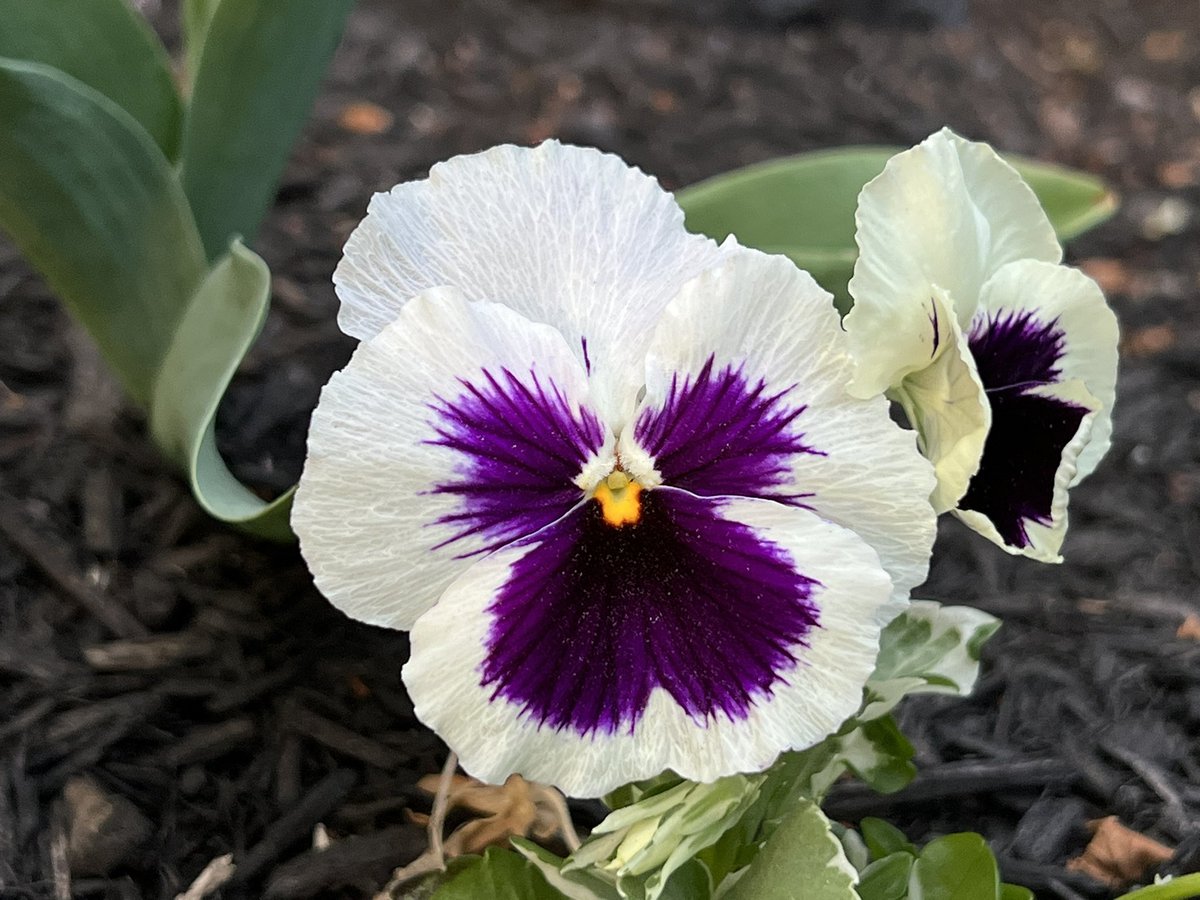 For all the moms out there, happy Mother’s Day. May your thoughts arrive at peace around all the decisions you and your children have made.
*
*
*
*
*
#peace #peaceofmind #pansyflower #mothersday2023