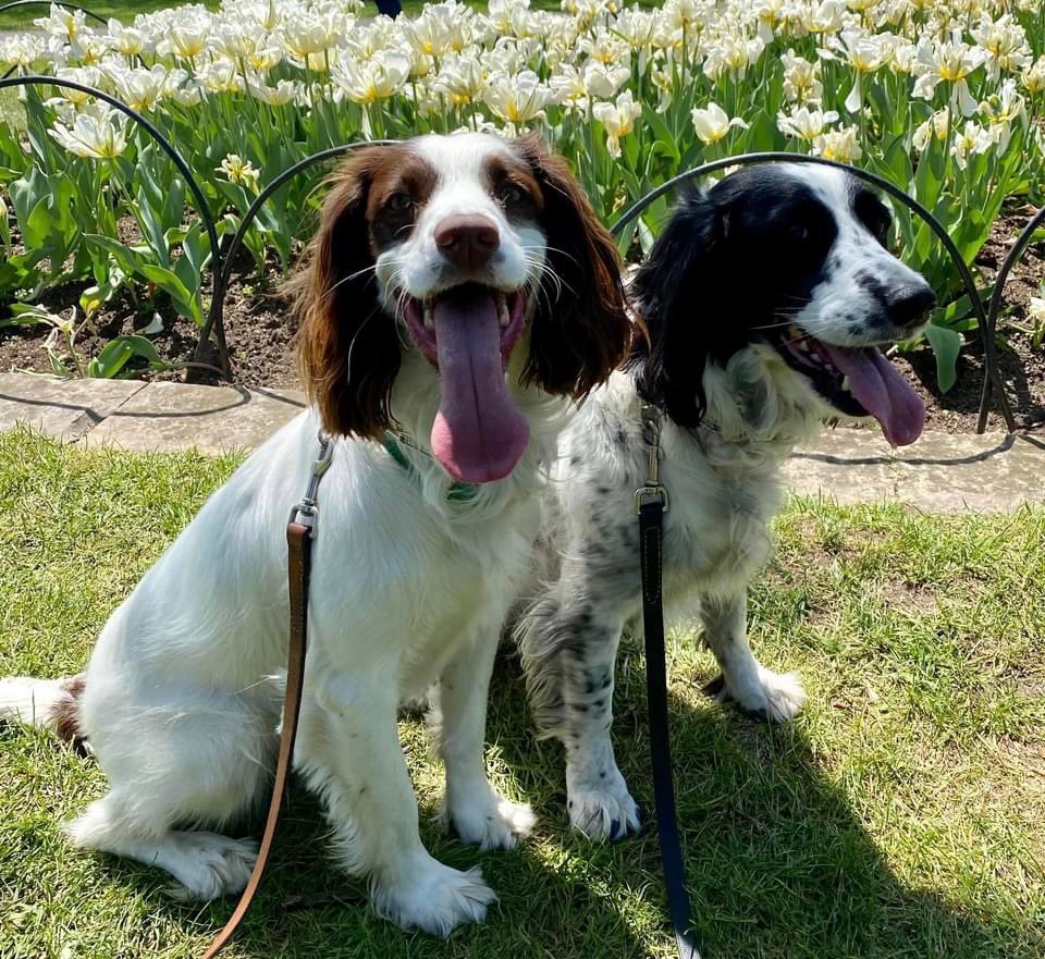 jeffstanier's tweet photo. Ivy and Scout really enjoyed the Tulip Festival!  #CdaTulipFest https://t.co/7HHggjR1sw
