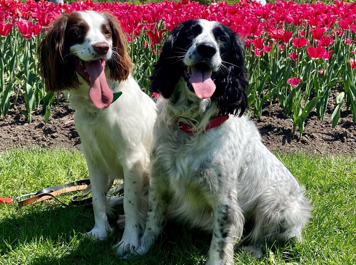 jeffstanier's tweet photo. Ivy and Scout really enjoyed the Tulip Festival!  #CdaTulipFest https://t.co/7HHggjR1sw