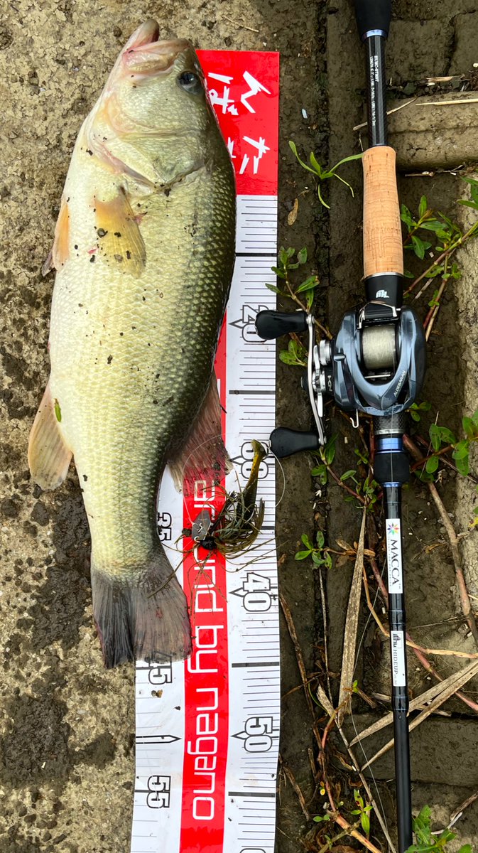DEPSQAR's tweet photo. スタッガーは万能だからほんとにいいルアー
単体でも、トレーラーでも釣れる

#hideup
#ハイドアップ
#ヒタチノ
#ヒタチノ釣り大会
#ハイドアップandヒタチノチャレンジ
#macca
#スタッガーオリジナル
#霞水系 https://t.co/fY2b1FTw13