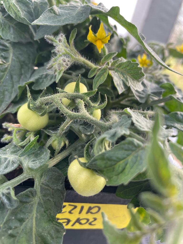Transgenic tomatoes growing nicely! Excited to explore the contribution of fruit photosynthesis to the plant's carbon budget <a href="/niabgroup/">Niab</a> <a href="/SoCoBioDtp/">South Coast Biosciences DTP</a> <a href="/unisouthampton/">University of Southampton</a>