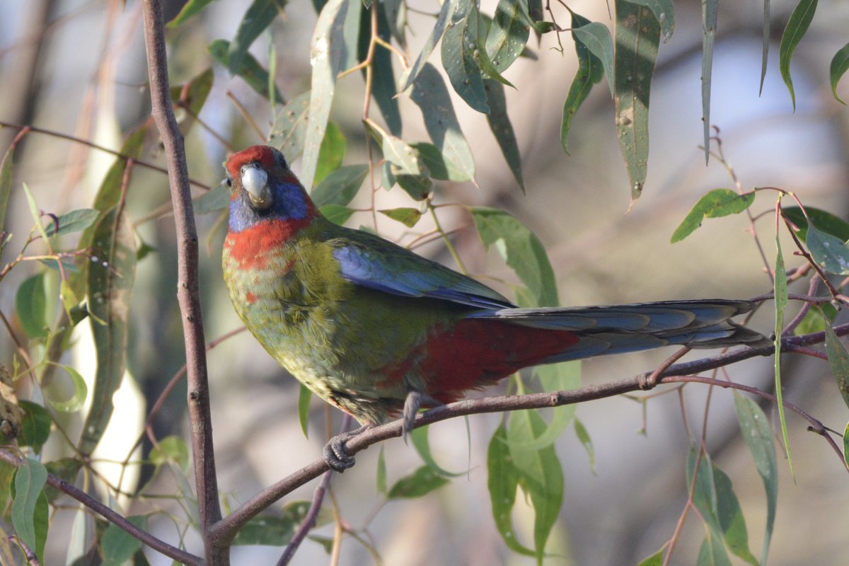 ParrotOfTheDay's tweet photo. Juvenile crimson rosella (Platycercus elegans) feeding on lerps - sugary casings made by leaf-sucking psyllid insects - this morning on #YortaYortaCountry at Kinnairds Wetland, Numurkah, Victoria, Australia #ownpic β¦@Hungry_Parrotsβ© https://t.co/bR0rkAuPo6