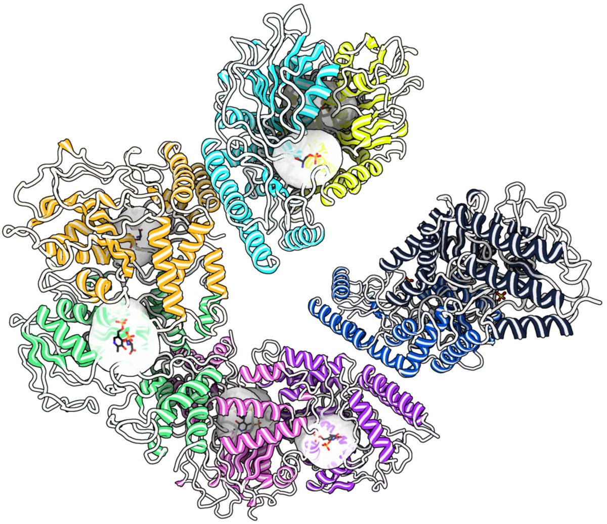 Erika Zangelmi (@zangelmierika) on Twitter photo I'm practising with <a href="/proteinimaging/">3D Protein Imaging</a> 🪄🎨😁 to show you our structure of human phosphoserine aminotransferase (PSAT; PDB: 8A5W) bounded to different reaction intermediates.
To find out more about its biochemical characterisation and structure:
doi.org/10.1002/pro.46… I'm practising with <a href="/proteinimaging/">3D Protein Imaging</a> 🪄🎨😁 to show you our structure of human phosphoserine aminotransferase (PSAT; PDB: 8A5W) bounded to different reaction intermediates.
To find out more about its biochemical characterisation and structure:
doi.org/10.1002/pro.46…