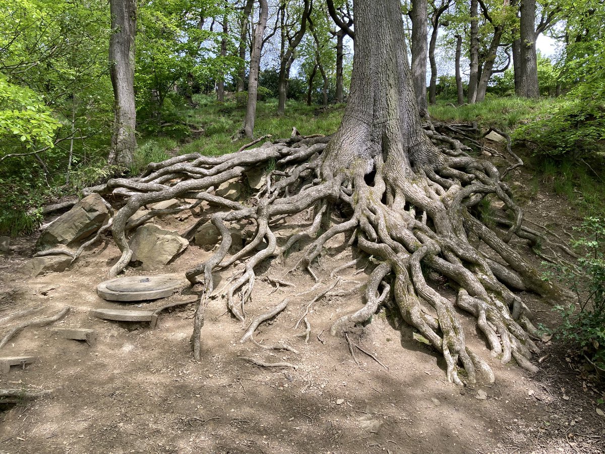 Adelai05's tweet photo. The most incredible #roots on this wonderful #tree in #Endcliffe #Park #Sheffield @ParksSheffield @ShefParkProject @theoutdoorcity https://t.co/9N6dS8n3FB