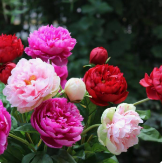 VABVOX's tweet image. #HappyMothersDay to my family and friends and everyone here. Wishing you THE best day filled with appreciation, gratitude, love and celebration. ❤️