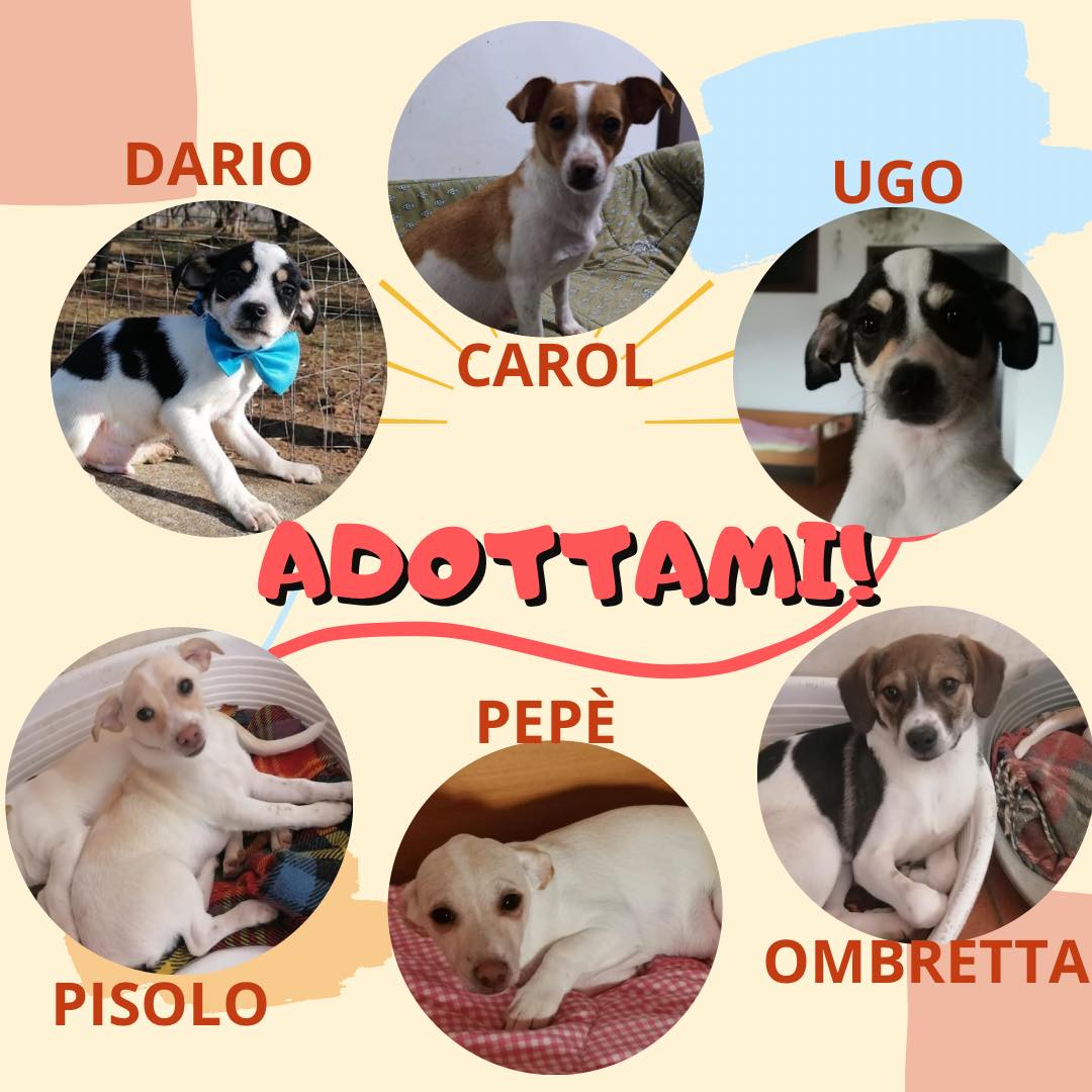 unonlus's tweet photo. #Carol, mammina di #Pepè e #Pisolo.
#Ugo, #Ombretta e #Dario tre fratellini nati a fine dicembre.
Cercano tutti una casa che sia loro, per sempre
Per info e contatti (anche whastapp)
📷 Susi 3484962196
📷 Annalisa 3668009068
📷 ladaonlus@gmail.com
#cercafamiglia
🙏🆘🙏 https://t.co/fXlhuJOyn6