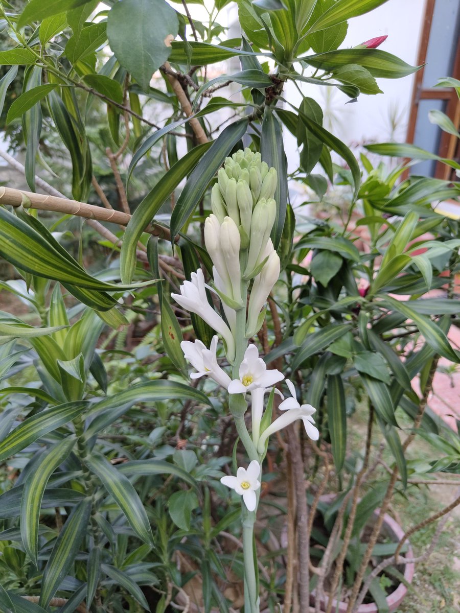 Rajnigandha in my garden