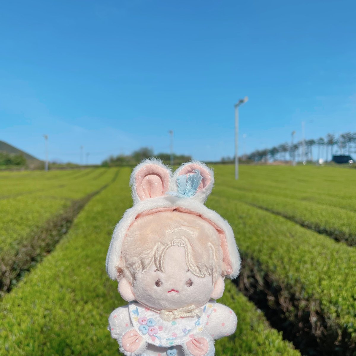 sunlight__83's tweet photo. 녹차밭 인생샷 스팟에서 땡글이도~🍃 https://t.co/wrG3dz6lDM