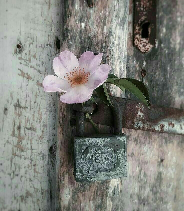 Ugur_3463's tweet photo. "Sakın ümidini yitirme, kalbin de güz'ü vardır; Allah baharı böyle başlatır." https://t.co/L45L9DXN4l