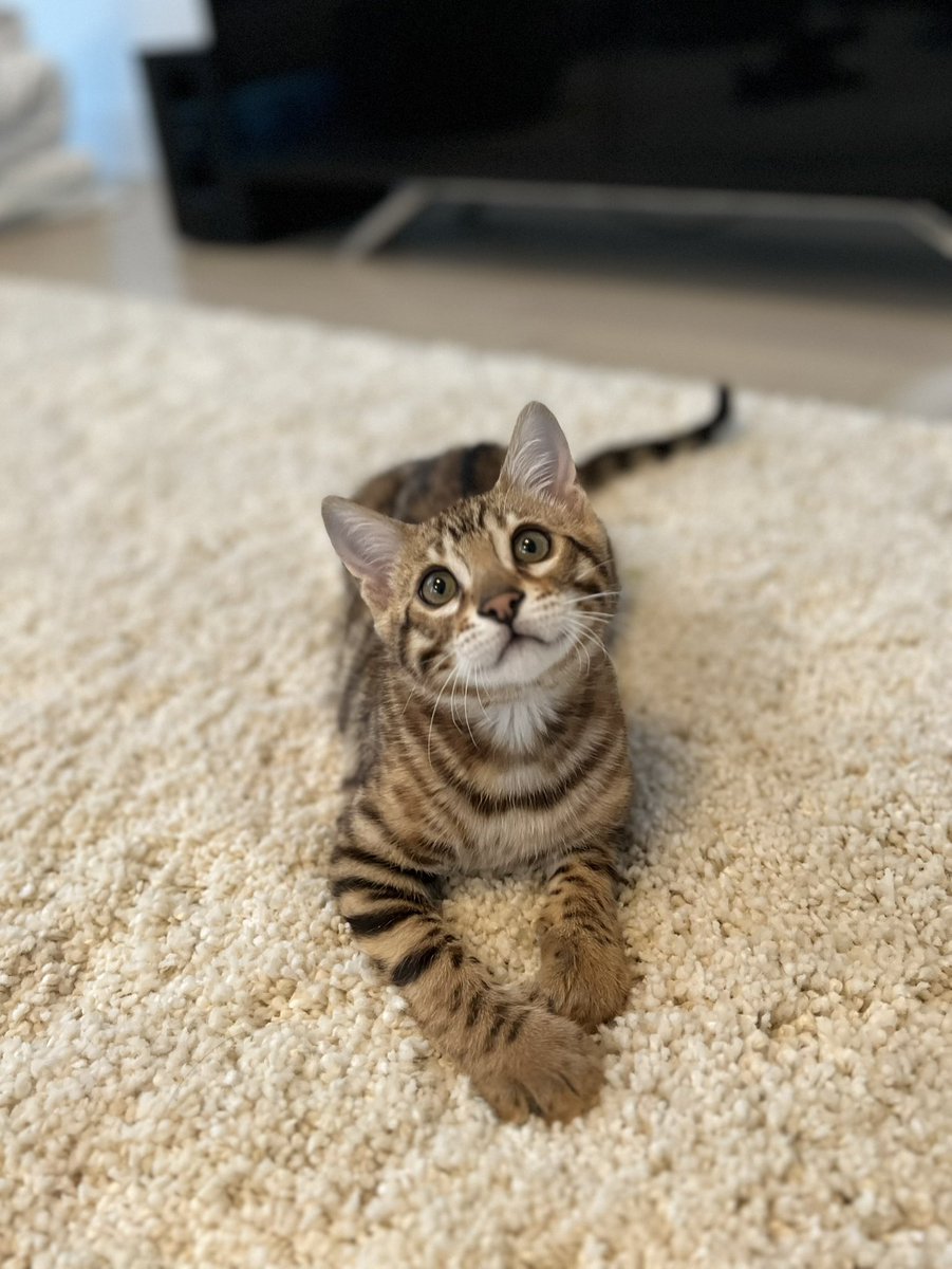 私たちの新しい子猫🐱

これはLeoです。