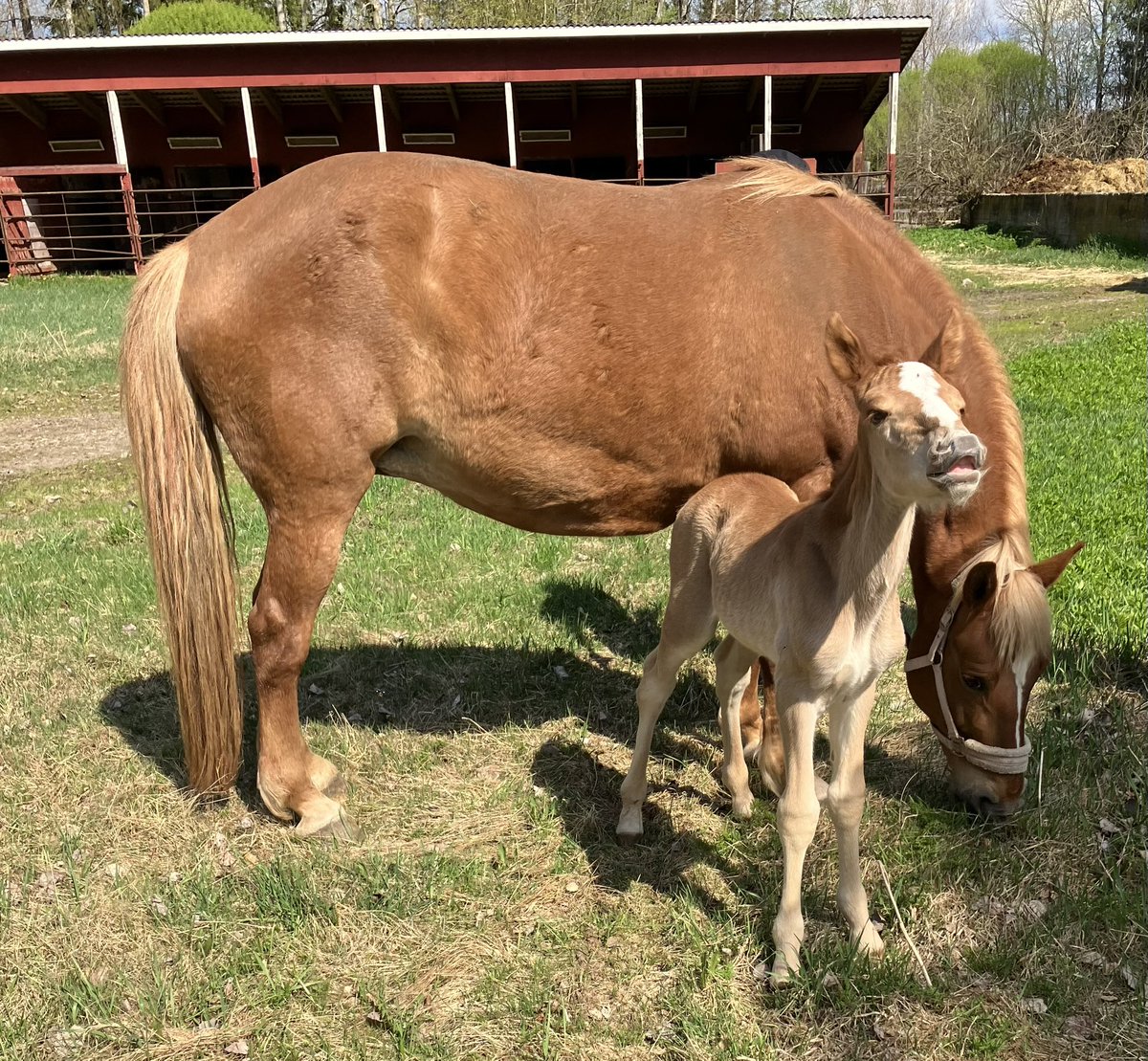 lauri_saarinen's tweet photo. Alkaa hiljalleen olla itselläkin niin paljon hevosia että selvitään vaikeiden aikojen yli 😅. Kuvassa Kihiseen ja I.P. Kipinän vuorokauden ikäinen tammavarsa. Eikös olekin ihana läsi? #ravit #kihiseeläinen https://t.co/FfZxGUukSO
