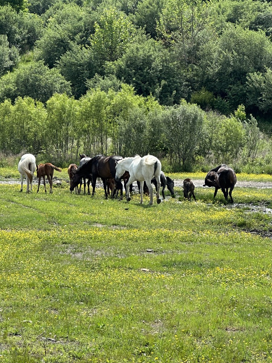 kensi_lester's tweet photo. The unbridled spirit of Kentucky. 🐴 #kentucky #visitkentucky @FriendsofCoalKY https://t.co/cEchOXn1nM