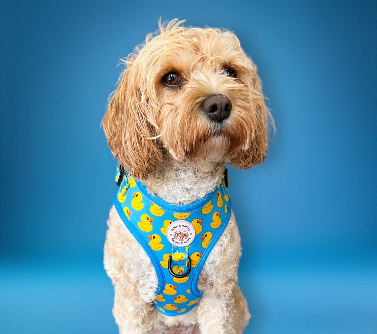 harley dog clothes